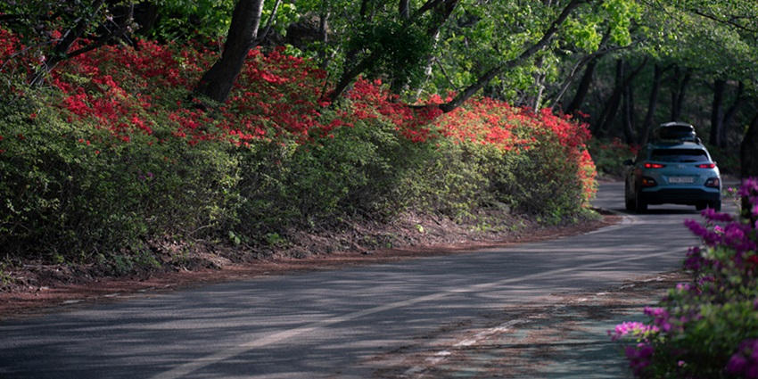A fascinating view of a car in the middle of a road surrounded by lush greenery.