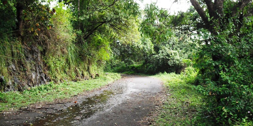 A picture of a walking path at a wildlife sanctuary, surrounded by tall trees and lush greenery all all around