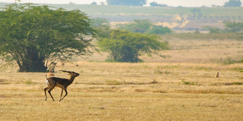 Snapshot of a Gazelle running into the wild—The beautiful Amchang Wildlife Sanctuary