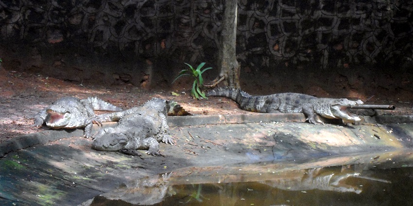 View of Mugger crocodiles at IndiraGandhi - one of the best things to do in Arunachal