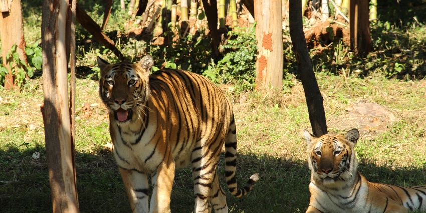 Indira Gandhi Zoological Park is an amazing place to explore around Simhachalam Temple.