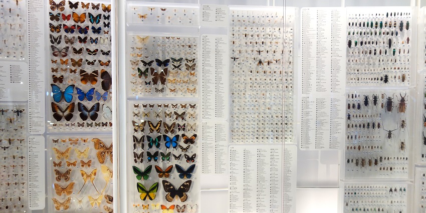 Image of insects on display in the museum along with some of the rare butterflies and moth