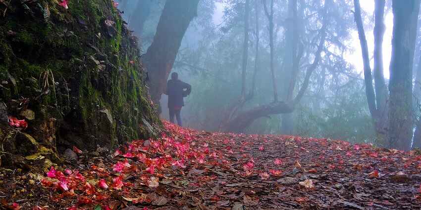 Enchanting view of the emerald woods of the wildlife sanctuary adorned with morning mist