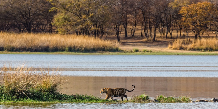 Peren Wildlife Sancturay is a haven for wildlife lovers to explore while visiting Nagaland