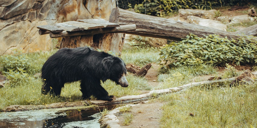 Intanki National Park is one of the best wildlife sanctuaries in Nagaland for travellers.