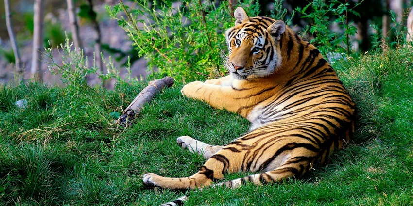 Beautiful snapshot of a royal Bengal tiger sitting ideally in its natural habitat