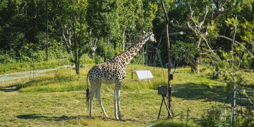 The beautiful snap of a giraffe eating from a tree—Things to do in Dimapur, Nagaland