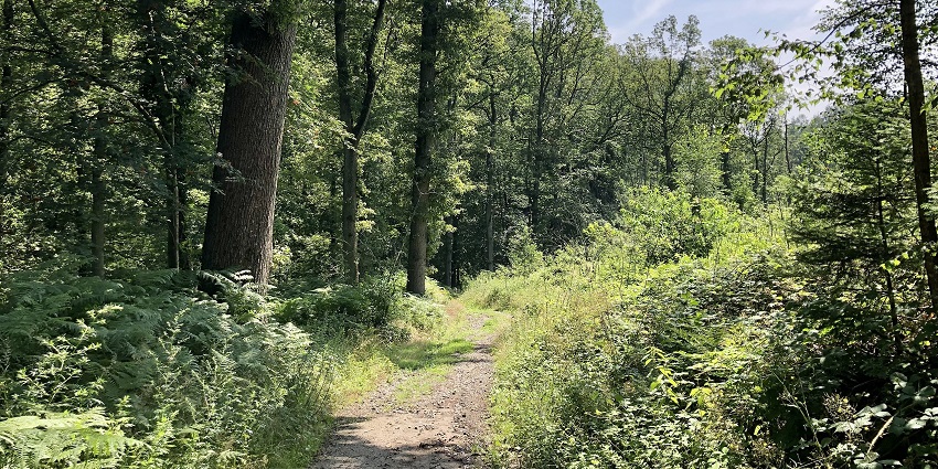 Jahanpanah City Forest is a sprawling green oasis blessed with picturesque views.