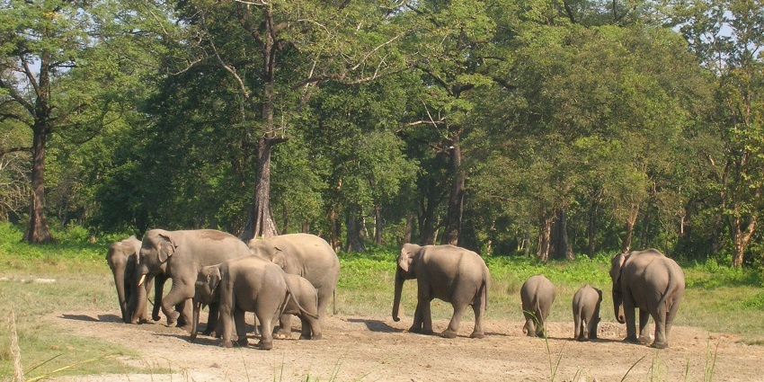 Jaldapara National Park houses rhinoceros, elephants, tigers and distinct bird species.