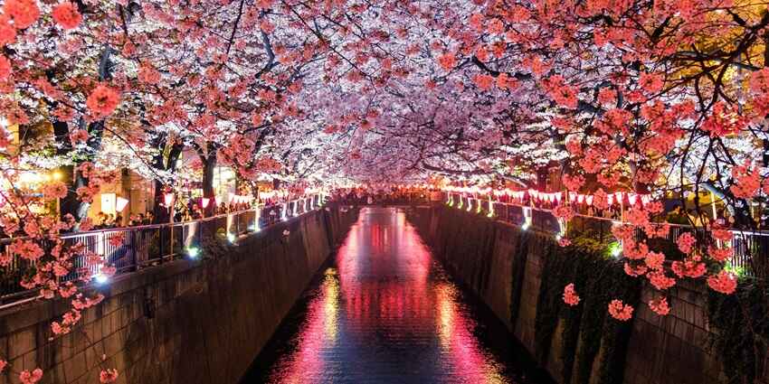 A mesmerising evening view of a canal in between vibrant pink cherry blossom trees.
