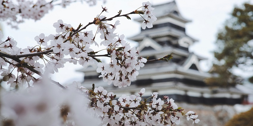 A mesmerising view of a tree in Japan with beautiful white flowers during the daytime.