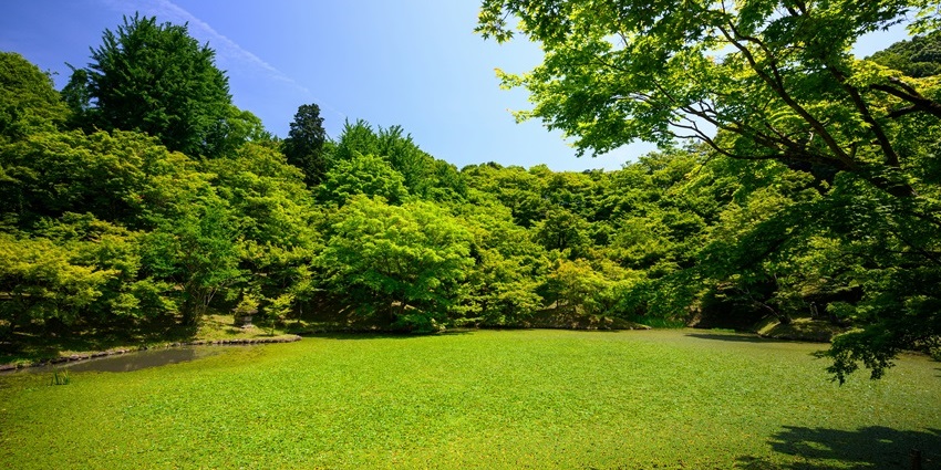 Japanese Park is a lush park surrounded by green forests, offering a refreshing escape.