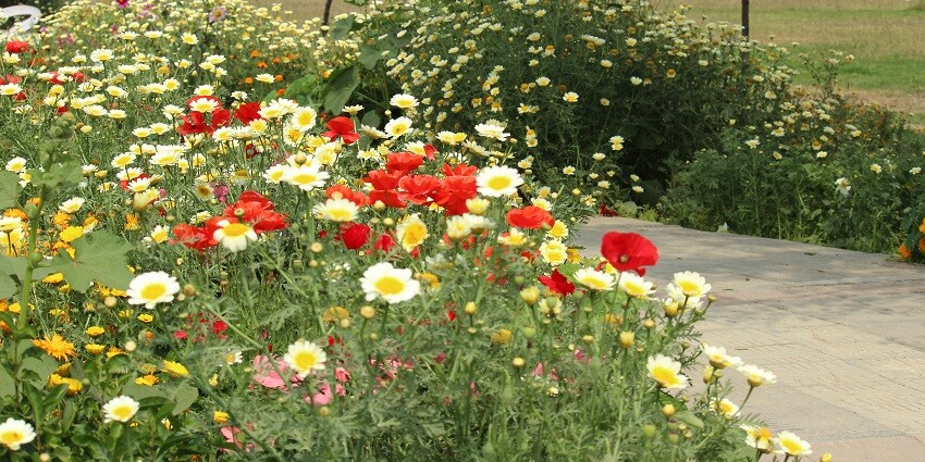 Japanese Park is a good space for jogging, exercising and just for a walk amidst nature