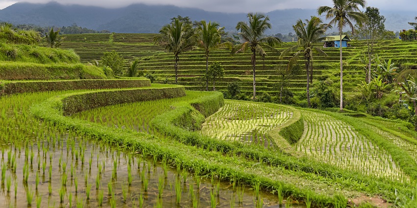 eautiful picture of the Jatiluwih rice terraces amidst the beautiful forest of Bali