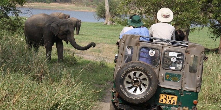 A scenic view of Minneriya National Park showcasing lush greenery and a serene lake.