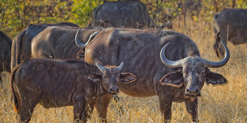 Jembrana Buffalo trail is one of the most amazing places to visit for all travellers.