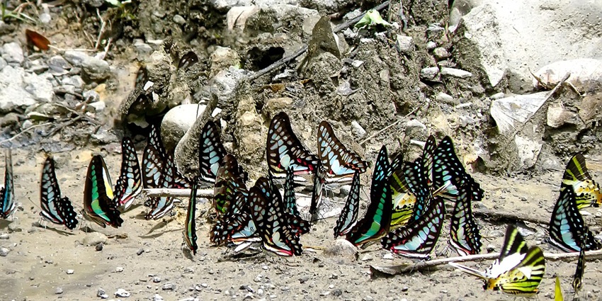A picture of wild butterflies at a rainforest, which is one of the best places to visit in Dibrugarh