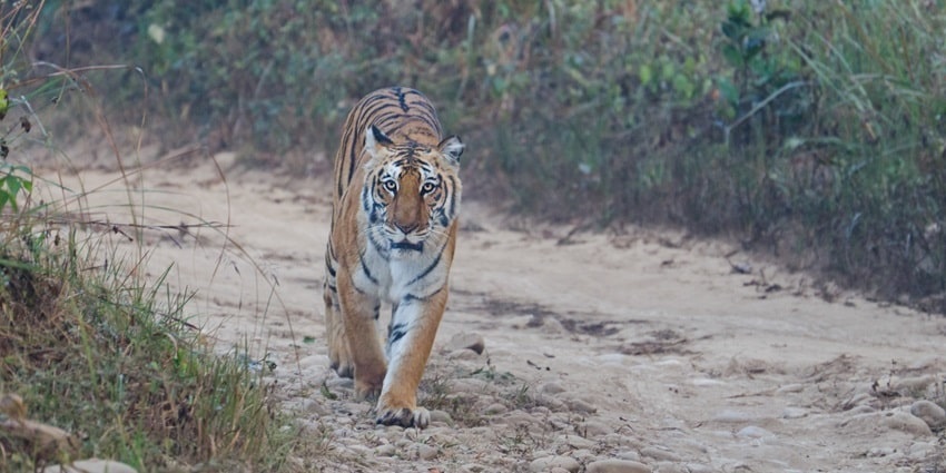 A tiger spotted at the Jim Corbett National Park, a famous tourist attraction here.