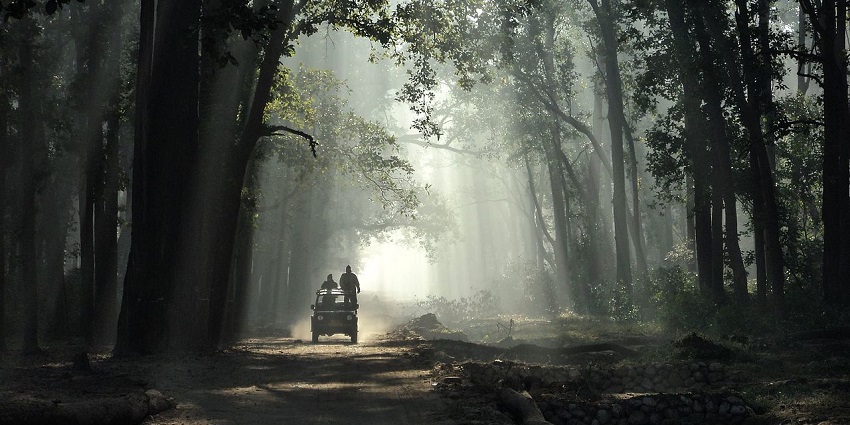 A picture taken at the Jim Corbett National Park while enjoying jungle safari
