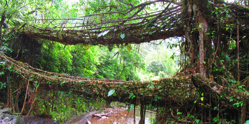 An image of unique Jingkieng Ryndi a living root bridge near Riwai in Meghalaya, India.