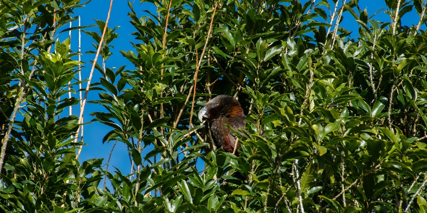 Jiri-Makru Wildlife Sanctuary is one of the most stunning wildlife sanctuaries in Manipur.