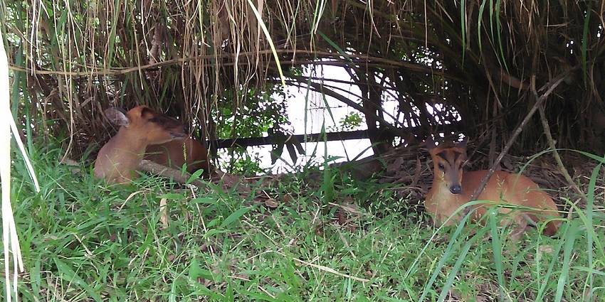 A mesmerising view of two deer sitting in a lush green forest during the daytime.