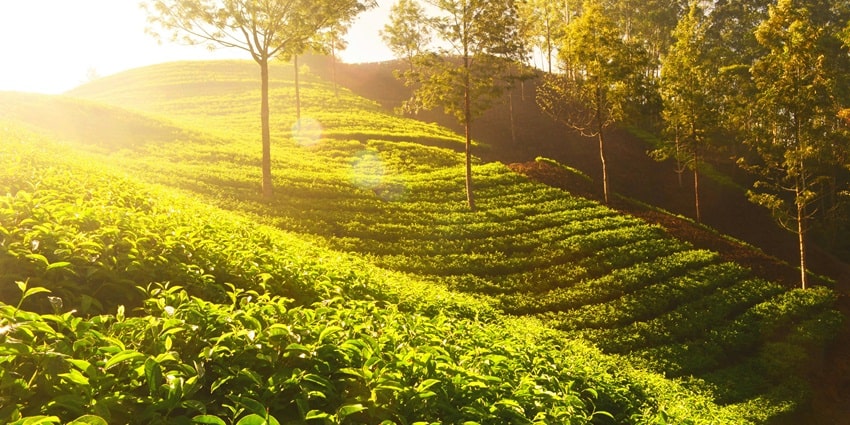 A view of lush green terraced fields and plants captured under the sunny sky in Jorhat.