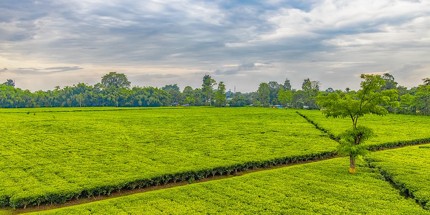 Jorhat Tea Garden landscape, showcasing neat rows of tea bushes and vibrant greenery.