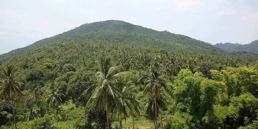 Beautiful snapshot of the lush green rainforest–Places to visit in Tinsukia, Assam
