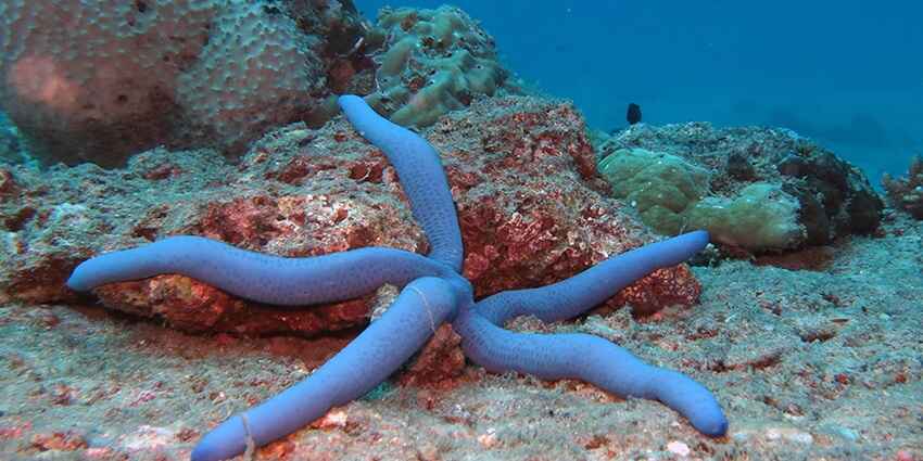 A stunning view of a beautiful sea star on a coral reef in Junction in Neil Island.