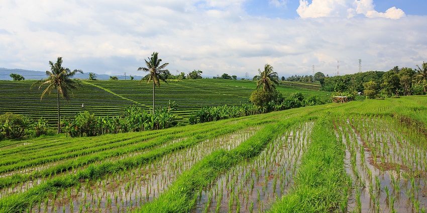 Scenic image of the rice field and the dense lush green jungle and majestic trees
