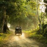 Jungle safari through lush landscapes and scenic vistas - jungle safari in Kerala