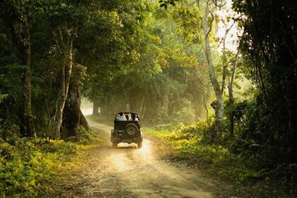 Jungle safari through lush landscapes and scenic vistas - jungle safari in Kerala