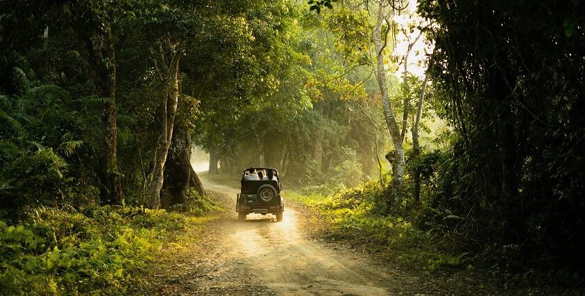 Jungle safari through lush landscapes and scenic vistas - jungle safari in Kerala