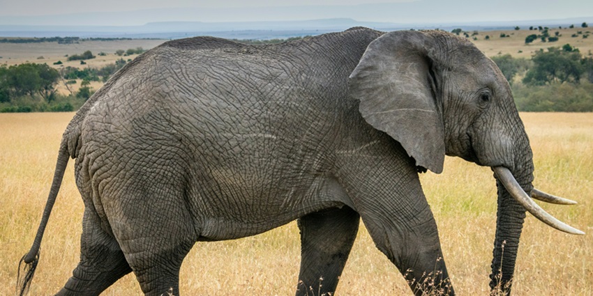 Head to a jungle safari and sanctuary in Thailand to witness the diverse wildlife.