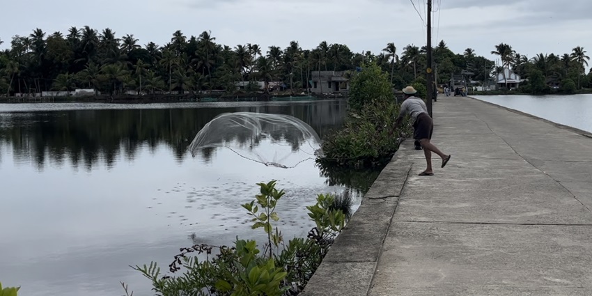 Fisherman casts a net over a Pokkali rice field submerged in backwater at Kadamakkudy Islands.