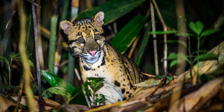 Clouded leopard poised in forest undergrowth, displaying cloud-like coat patterns