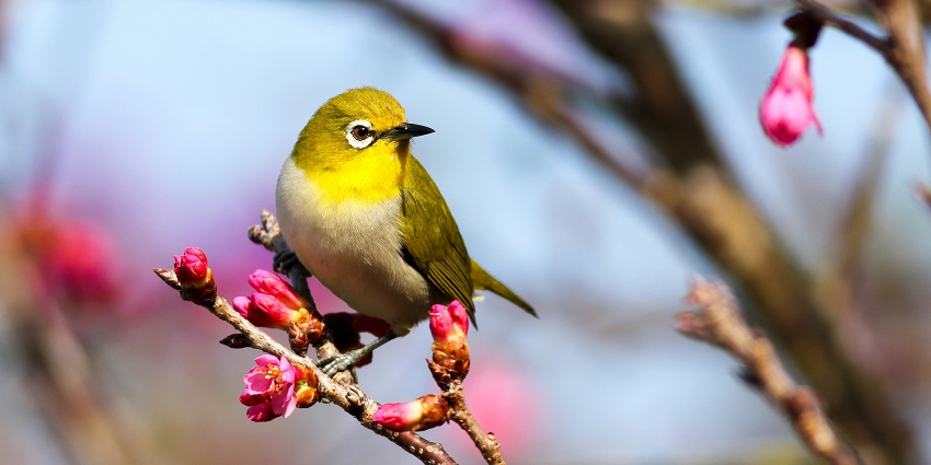 Kalametiya Bird Sanctuary is one of the best places to visit near Tangalle Beach.