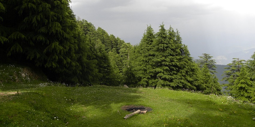 A picture of a hill-top surrounded with greenery and tall trees, clicked on a cloudy day