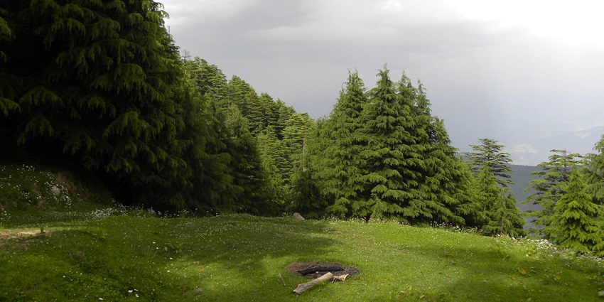Trees and greenery on a hilltop during day time