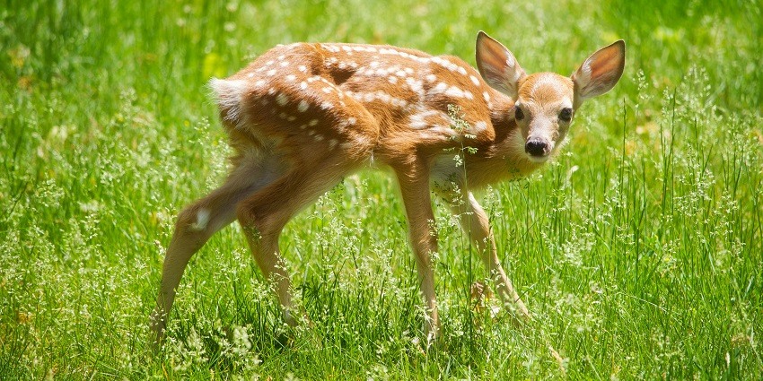 Kalesar National Park is one of the most happening places for every nature lover.
