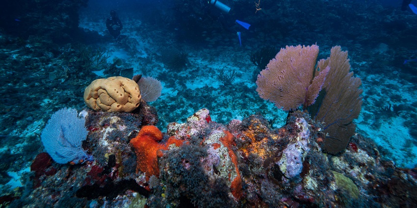 Witness the unique aquatic life while scuba diving in the waters of Sri Lanka on your trip.