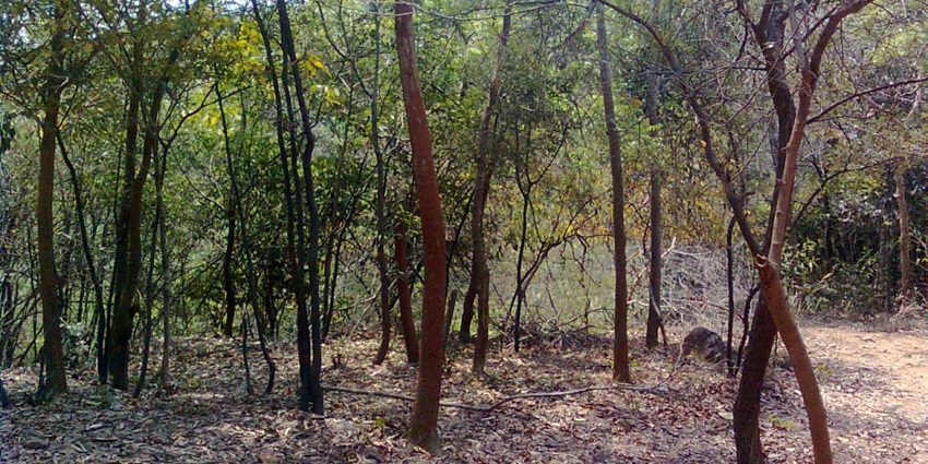 The Vizag Zoo location can be found navigating through the Kambalakonda Forest range.