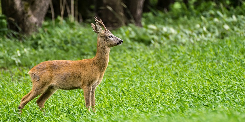 Kamlang Wildlife Sanctuary is one of the amazing Arunachal Pradesh national parks.