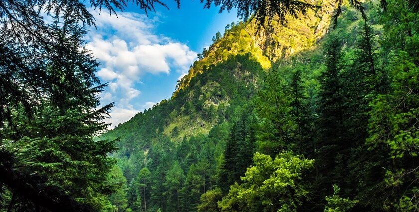 Beautiful snapshot of the lush green Himalayan with a snowy mountain in the background