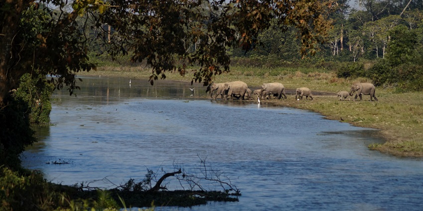 Beautiful picture of a herd of elephants drinking water on the bank of a waterbody