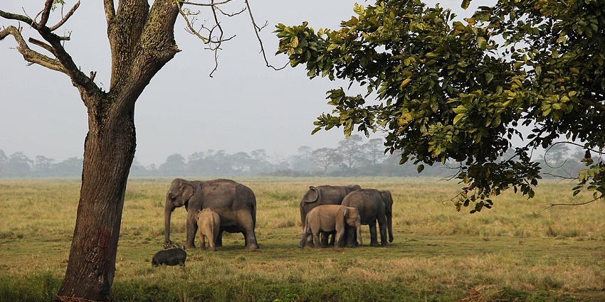 Kaziranga Biodiversity Park is one of the scenic Golaghat picnic places in Assam.