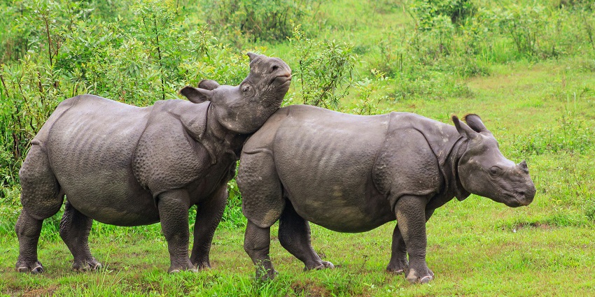 Kaziranga National Park is one of the most fascinating places to visit near Guwahati.
