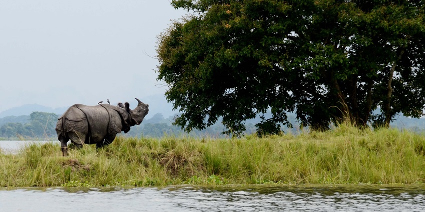 A rhinoceros at Kaziranga National Park, a quaint place near Bhairabkunda Picnic Place.