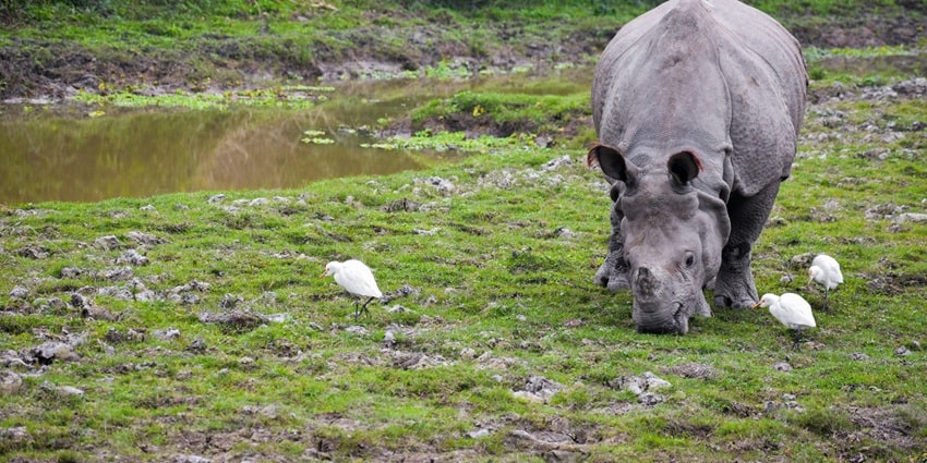 Watch out for the diverse wildlife at the Kaziranga National Park located in Assam, India.